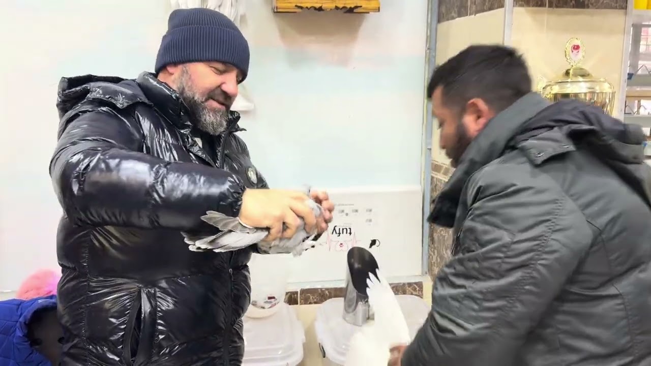 UÇUMA HAZIR ÜST DÜZEY SINIF YAVRULAR KAÇIRMAYIN