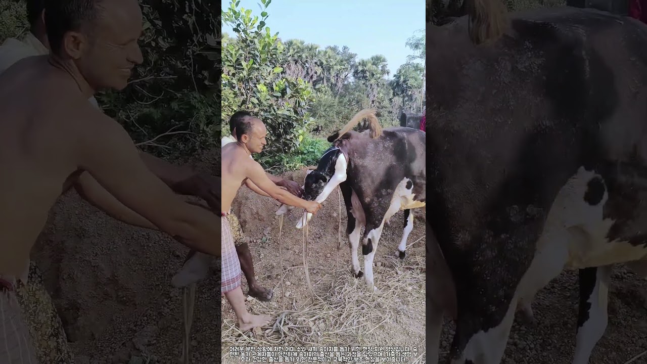 과연 송아지는 무사히 태어날 수 있을까? #farming #livestock #cow #farmlife #animals