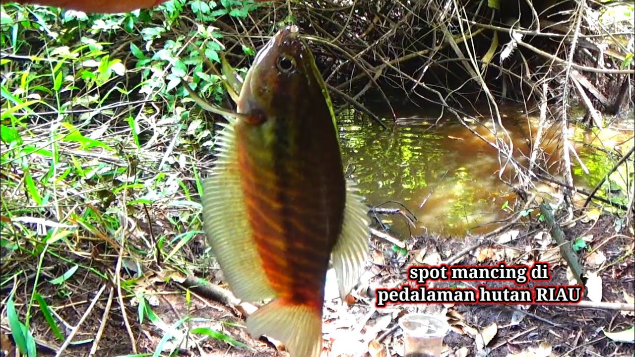 Mancing ikan sepat siam di hutan pedalaman Riau