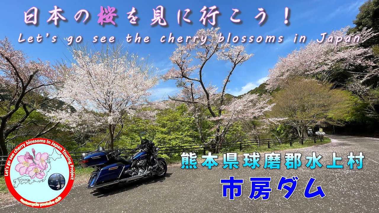 【市房ダム】「日本桜１００選」日本の桜を見に行こう！Let's go see the cherry blossoms in Japan!