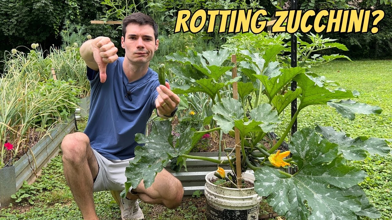 Why Your Zucchini Are Rotting and Falling Off the Vine