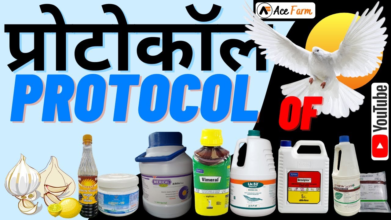 Suppliments ka Protocol /सप्लीमेंट्स इस्तेमाल कैसे करें /Suppliments Protocol