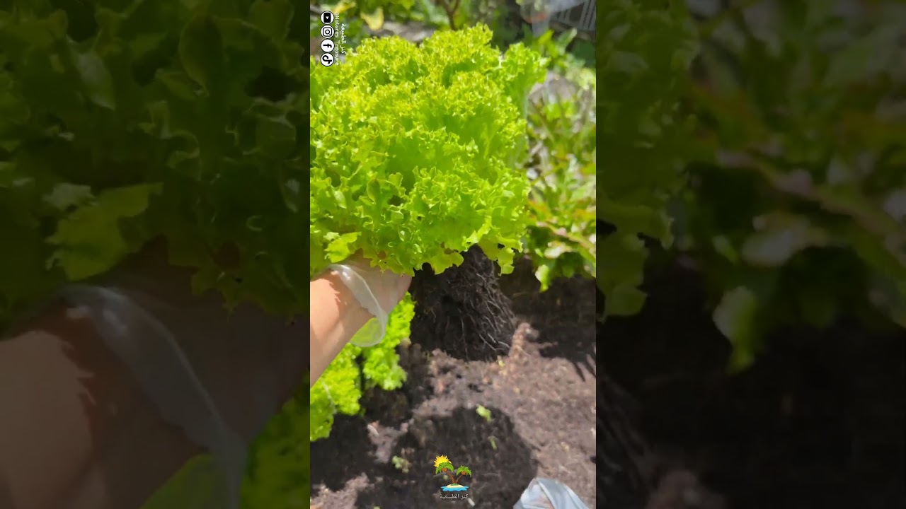 اطيب واجمل انواع الخس 🥬
