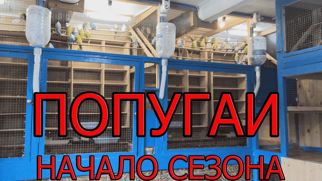 Разведение попугаев волнистых.Начало сезона.
