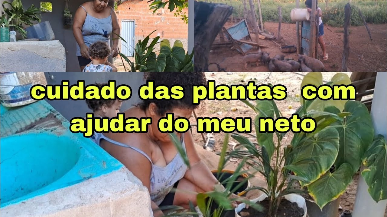 Cuidado das plantas 