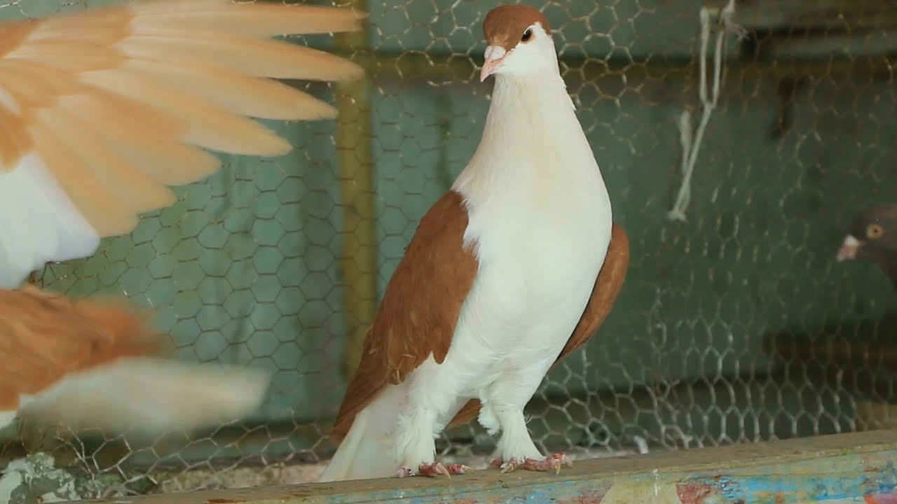 جنس کفتر را اصلاح کردیم به همکاری یکدیگر | Afghani pigeons collection || Breeding pigeons | Wazha