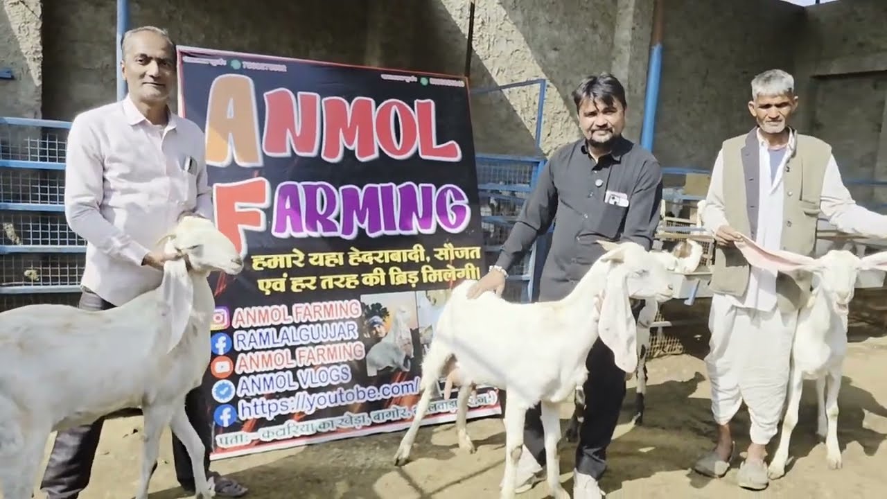 RAMLALGURJAR ANMOL GOAT FARMING 🌿📍 Katariya Kheda (Bagor), Bhilwara – Rajasthan🐐 Special in 