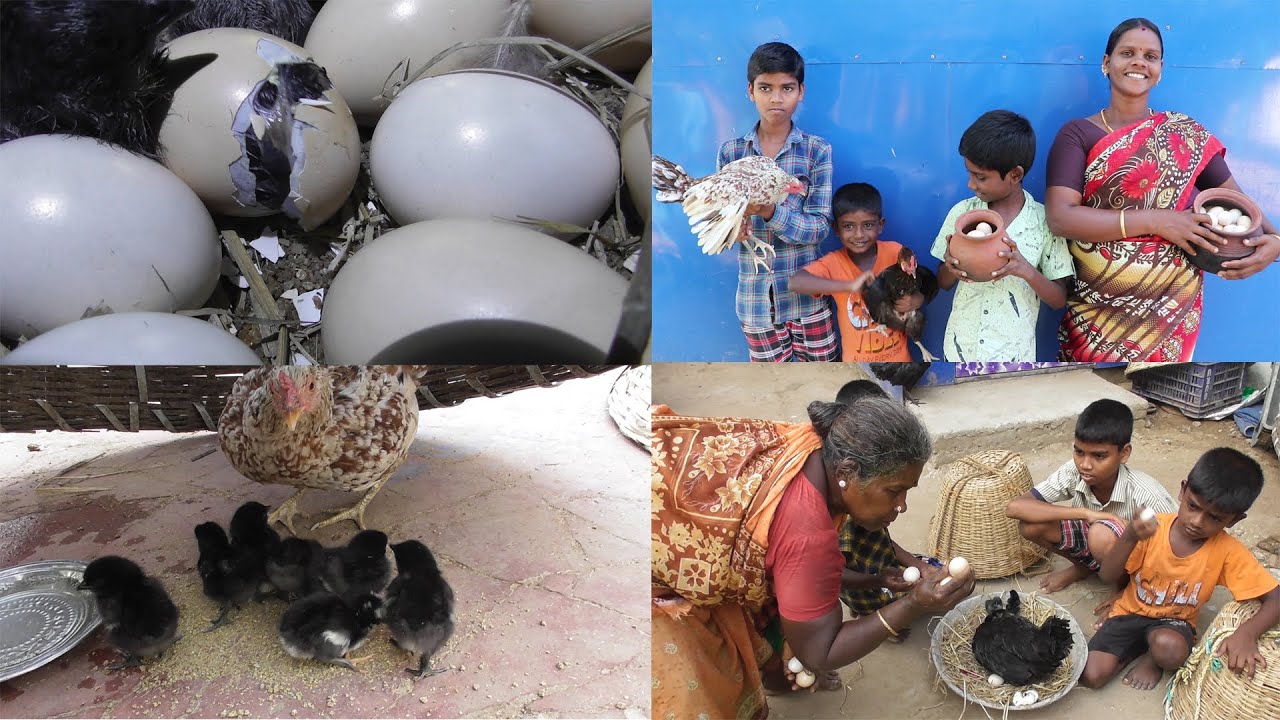 எங்கள் வீட்டு பிள்ளைகள் இரண்டு கோழிகளை 21 நாள் அடை வைத்து கருங்கோழி குஞ்சு பொரிக்கவைக்கும் காட்சிகள்