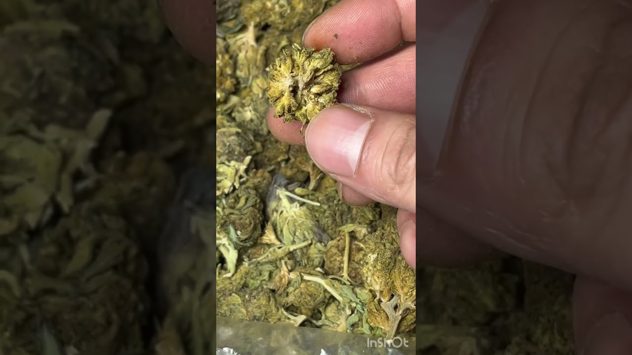 Cinderella 99 THCAsmallbuds  100$ lb of THCA flower