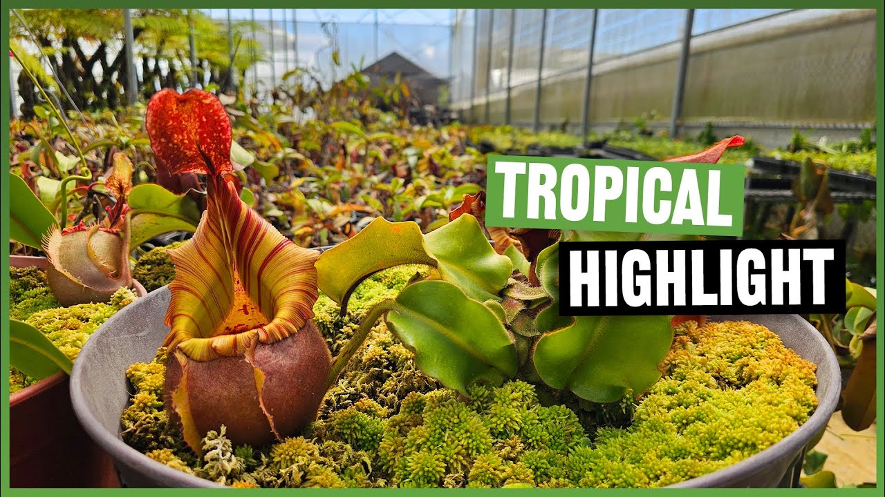 Besuch bei Chiem Exotics in Vietnam #289