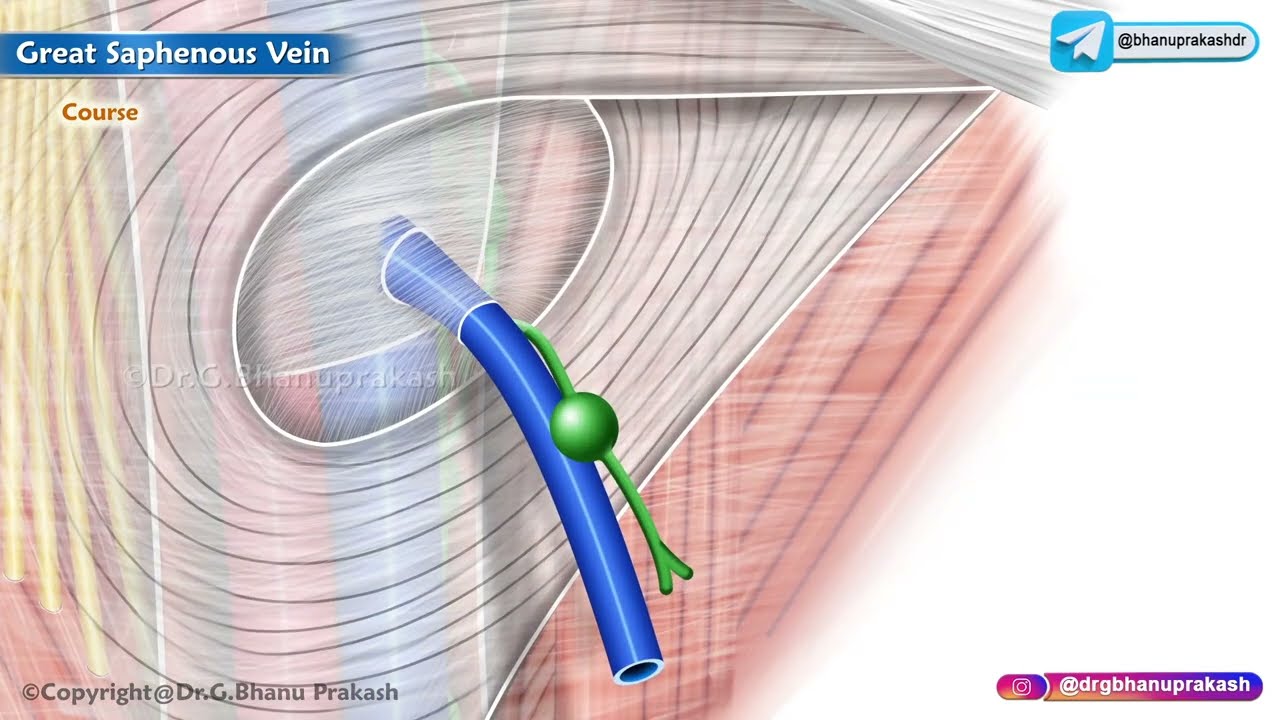 Great saphenous vein Anatomy animation : Location, Course, Tributaries and Drainage | USMLE Review