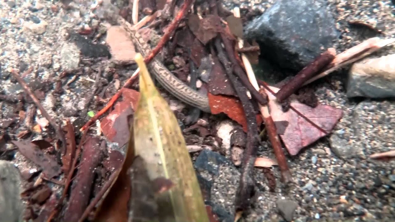 四国地方のヒナイシドジョウ(水中撮影）Cobitis shikokuensis
