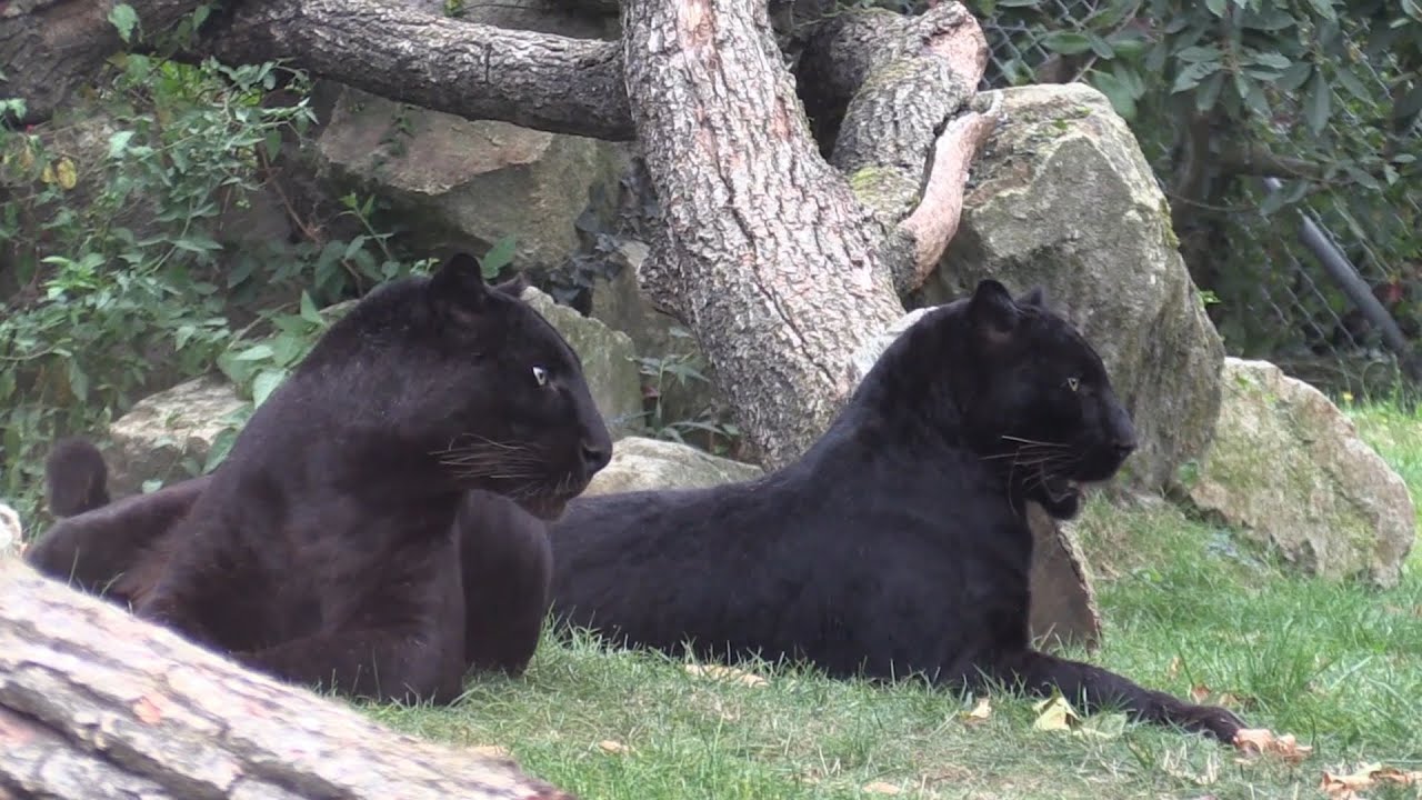 Panthères noires - black panthers / Zoo de La Boissière du Doré