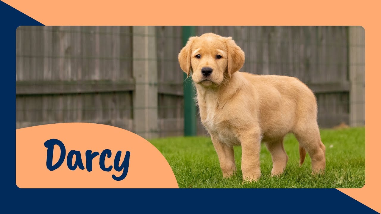 Meet Guide Dog Puppy Trainee Darcy - Sponsor Her Journey to Become a Life Changing Guide Dog