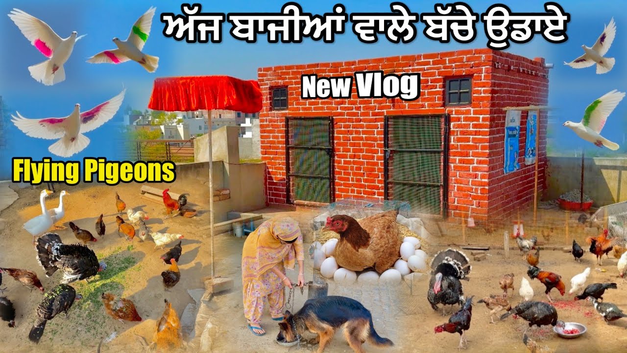 ਅੱਜ ਨਵੇਂ ਬਾਜੀਆਂ ਵਾਲੇ ਬੱਚੇ ਉਡਾਏ 🕊️|| ਸੇਵਾ ਆਲੀਆਂ ਮੁਰਗੀਆਂ ਬਾਹਰ ਛੱਡੀਆਂ ਸਾਰੀਆਂ || #kabootar