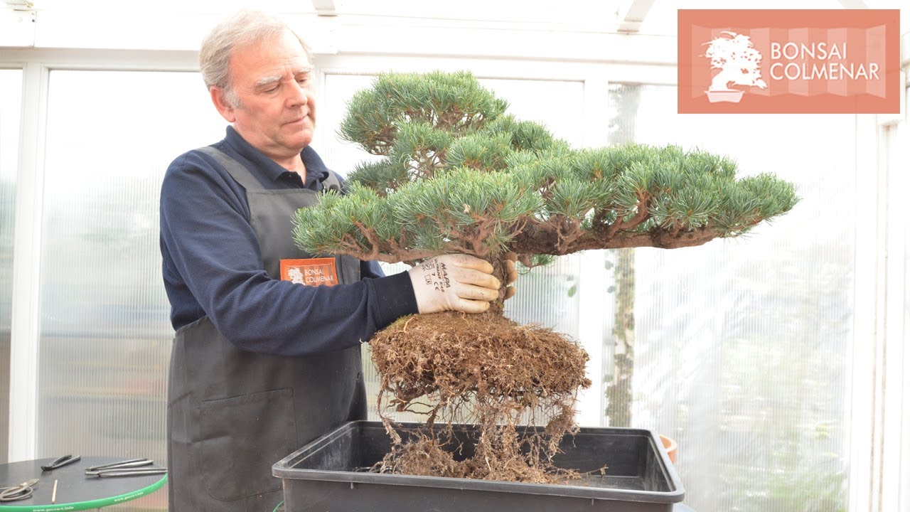 Cambio de maceta - pino- Bonsai Colmenar
