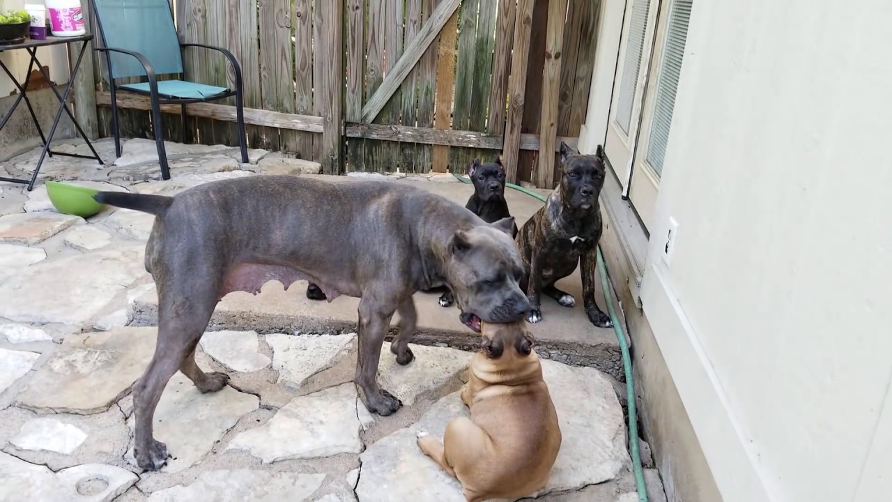 How mother dogs handle disrespectful puppies: Part 2