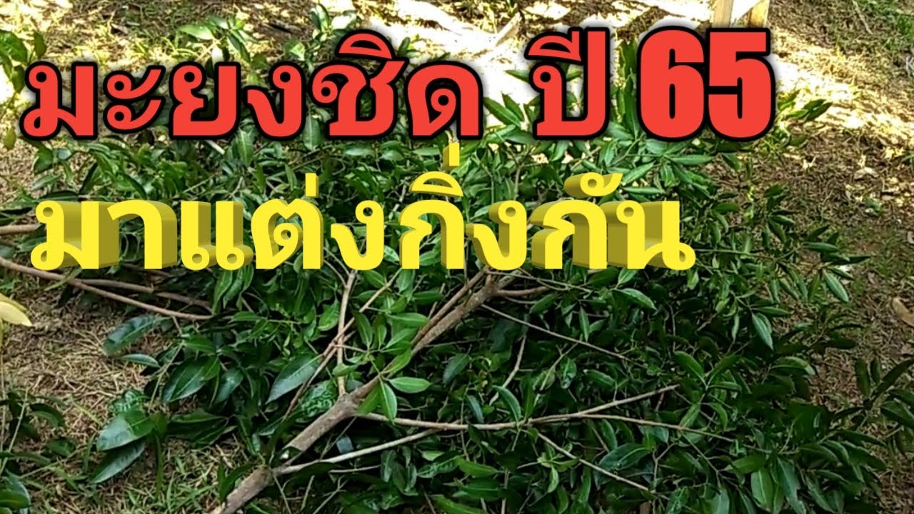 มะยงชิด ปี 65  แนะวิธีแต่งกิ่ง แบบคุณก็ทำได้