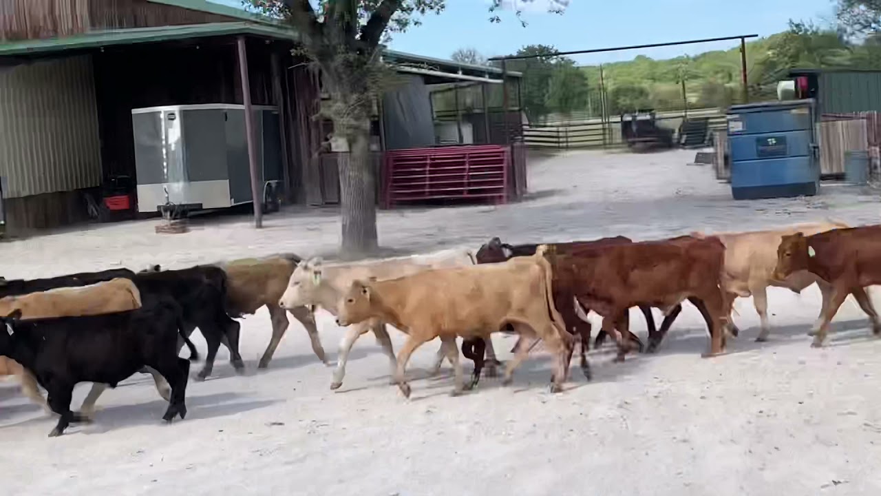 Diamond J Stockdogs gathering 156 yearlings and taking them to a pasture across the River