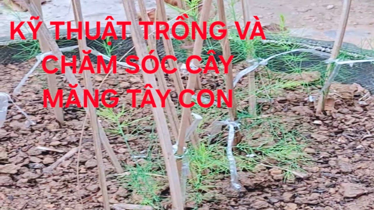 Chia sẻ kỹ thuật trồng và chăm sóc cây măng tây con gieo hạt