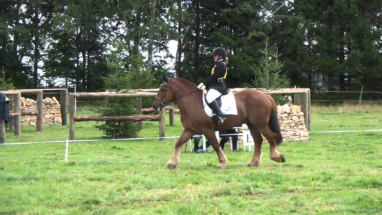 Dressage monté - Ardennais Belges