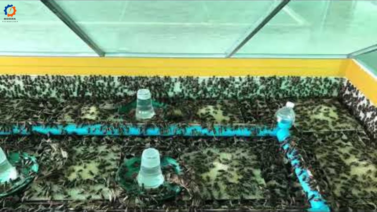 The largest cricket farm in China generates an annual income of 50 million dollars - cricket farming