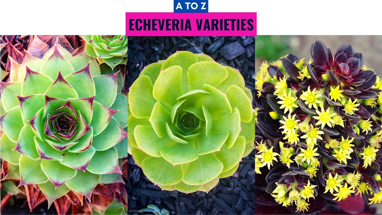 Echeveria Varieties A to Z