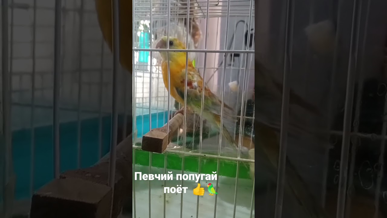 пение певчего попугая