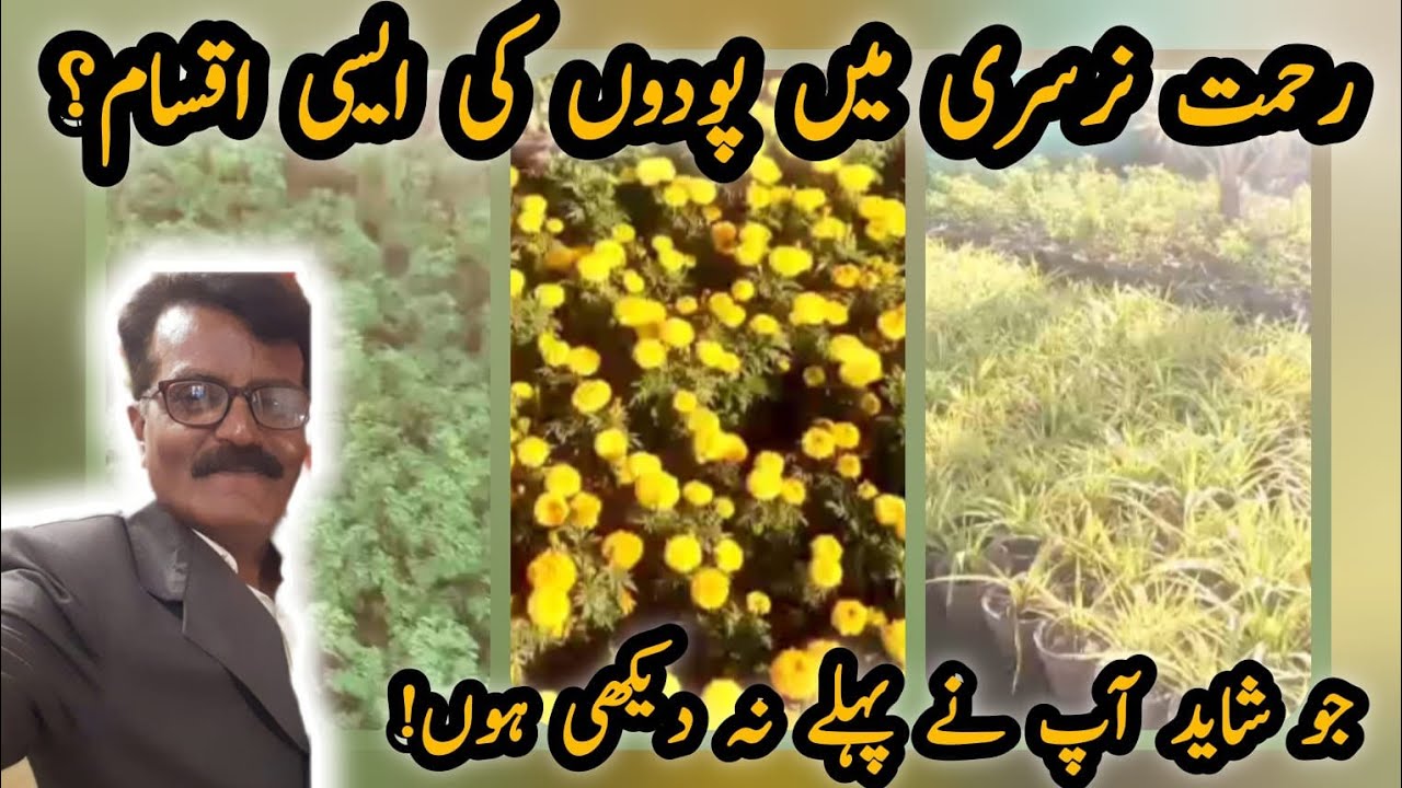 🌿 Rehmat Nursery Main Podon Par Rehmat Hi Rehmat 🌿#RehmatNursery 🌱✨#GreenBlessings #NatureKiRehmat 