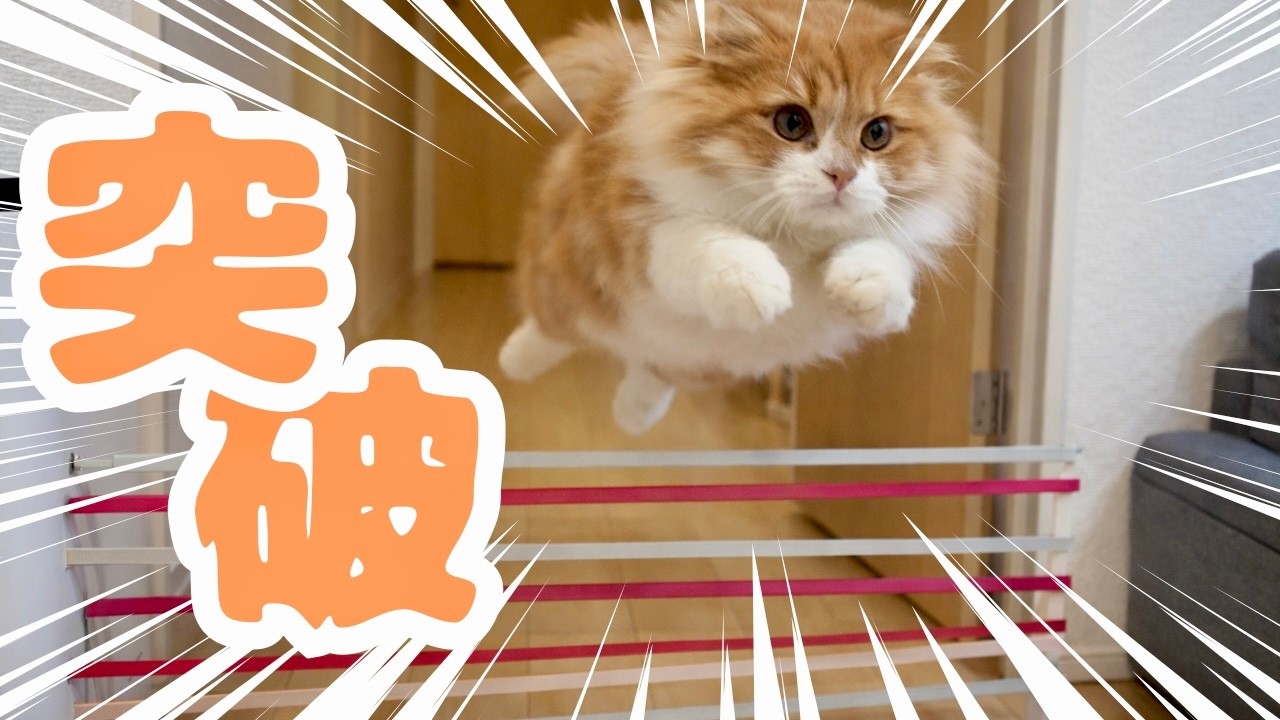 飛べない猫はただの猫⁈華麗な大ジャンプで仰天！