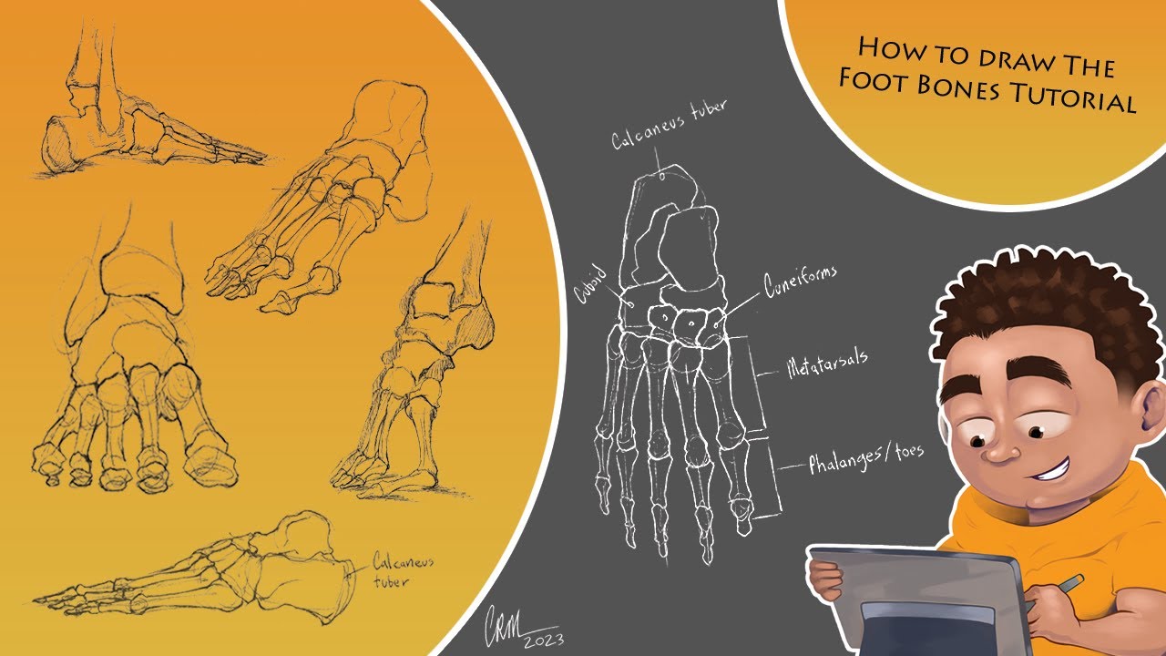 How To Draw The Foot Bones Tutorial | Using Simple Shapes