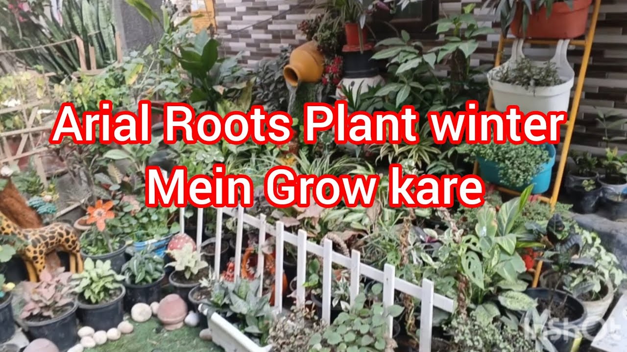 एरियल रुट्स वाले प्लांट्स को जनवरी की ठंड में भी लगा सकते है #gardenplants #garden #viralvideo 
