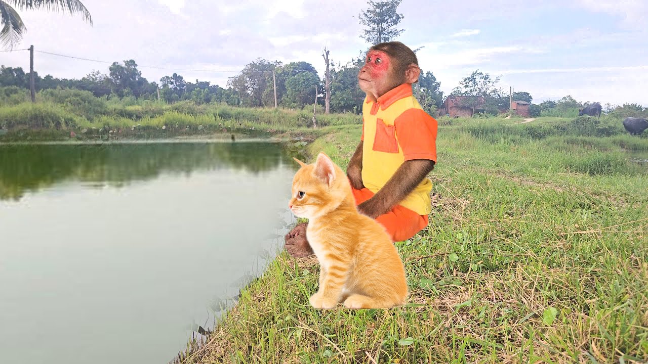 It&rsquo;s really rare! Monkey SU funny when secretly takes kitten on picnic