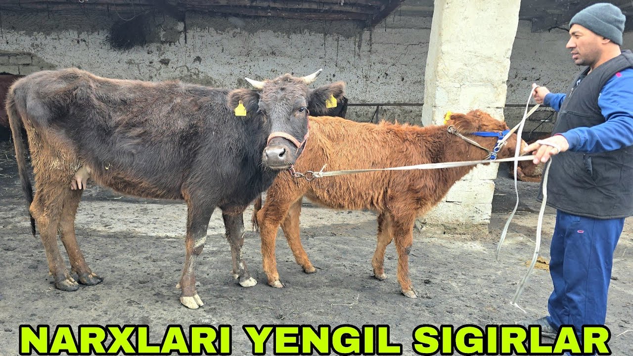 Mahmud akani fermalaridan yangi partiya bo'g'oz mari va ona bola sigirlar 19 января 2026 г.