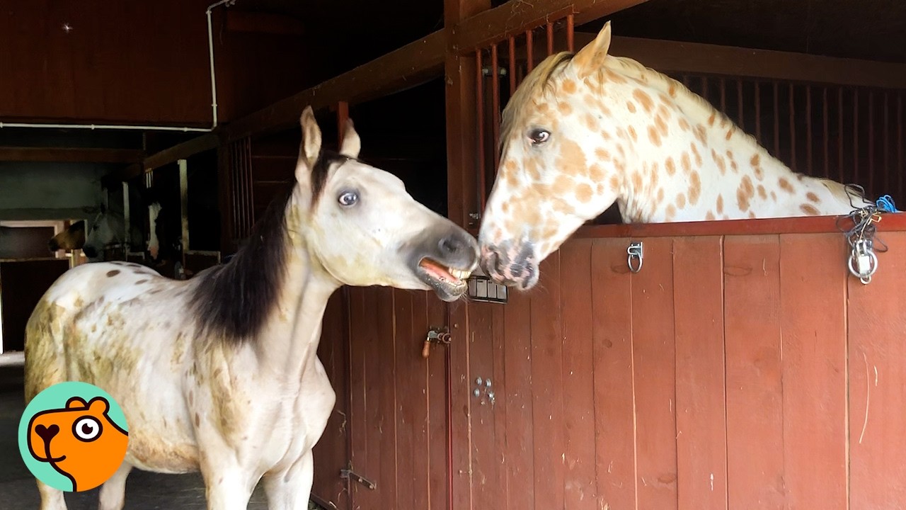 Horse Afraid of People Finds Peace With Horse Buddy | Cuddle Buddies