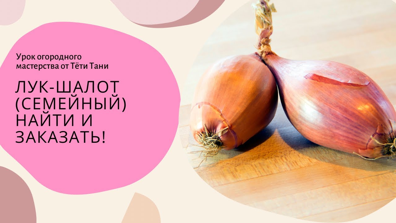 ЛУК-ШАЛОТ (семейный)...найти и заказать!
