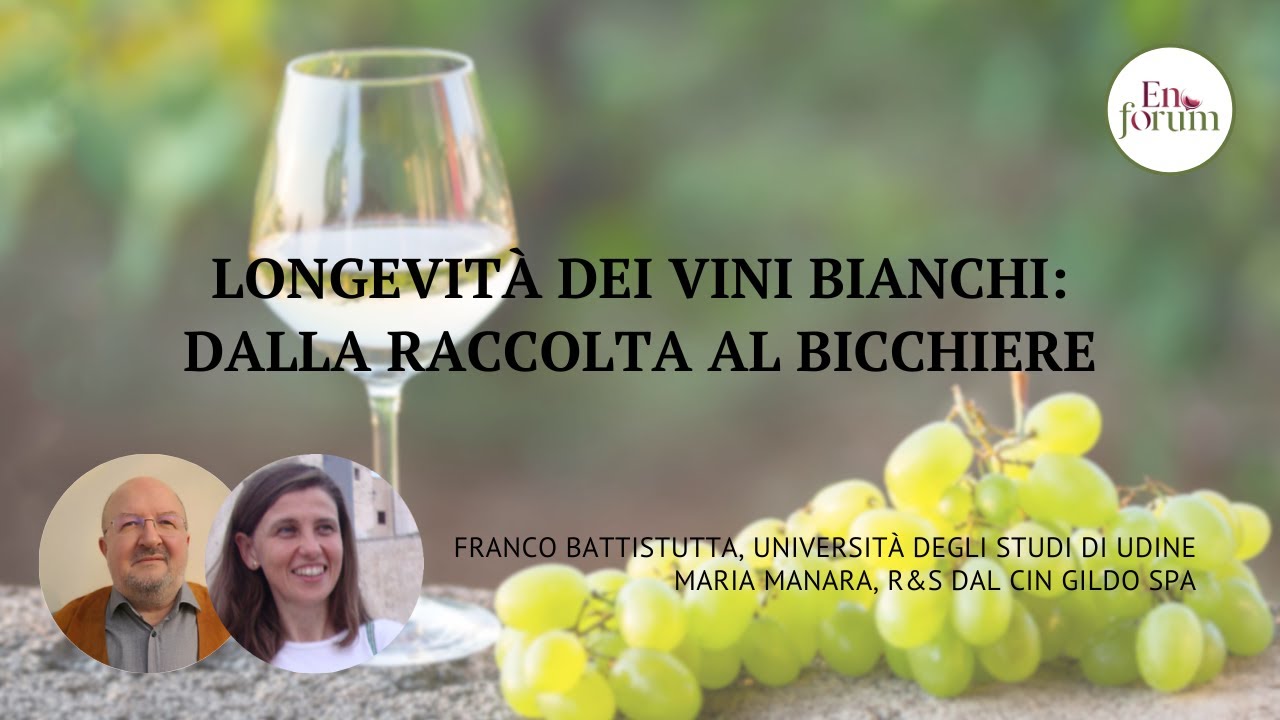 Longevità dei vini bianchi: perseguire la qualità dalla raccolta al bicchiere
