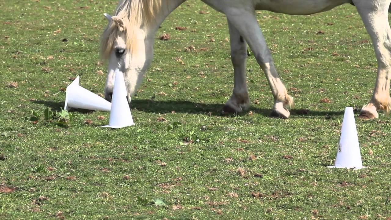 3 puzzles to mentally stimulate your horse