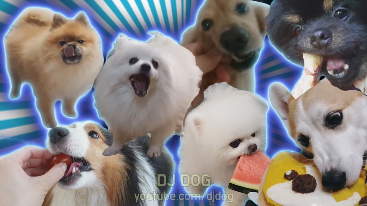 냠냠냠냠냠냠냠 강아지 리믹스 Nom Nom Nom Nom Nom Nom Nom (Gabe the Dog Cover)
