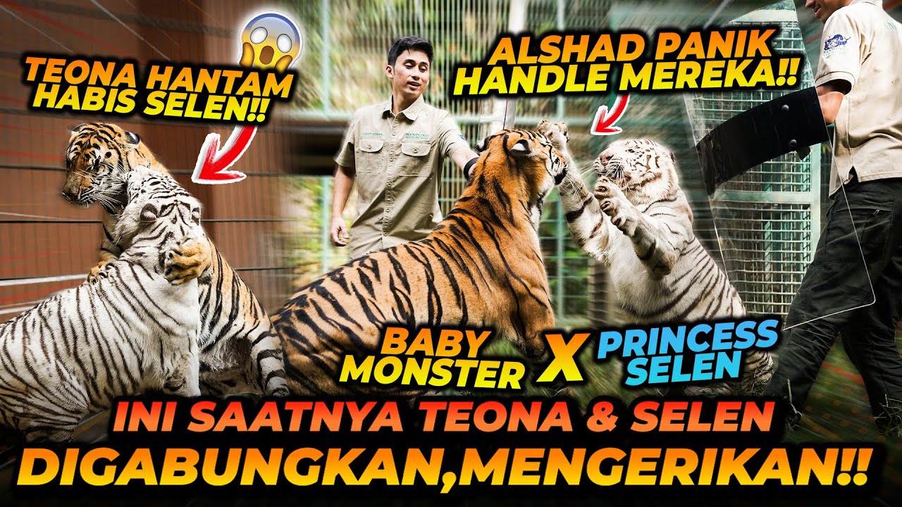 TITIK PUNCAK PENGGABUNGAN TEONA SELEN ! PERSIAPAN SELAMA INI DITENTUKAN SEKARANG ! SELEN KALAH ?!