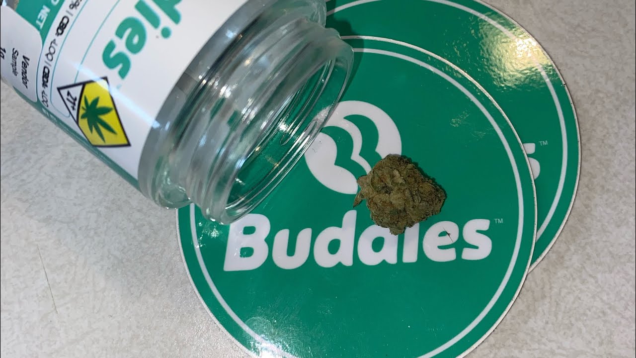 BUDDIES - DOLATO OFFICIAL REVIEW!!!!!  #weedtube