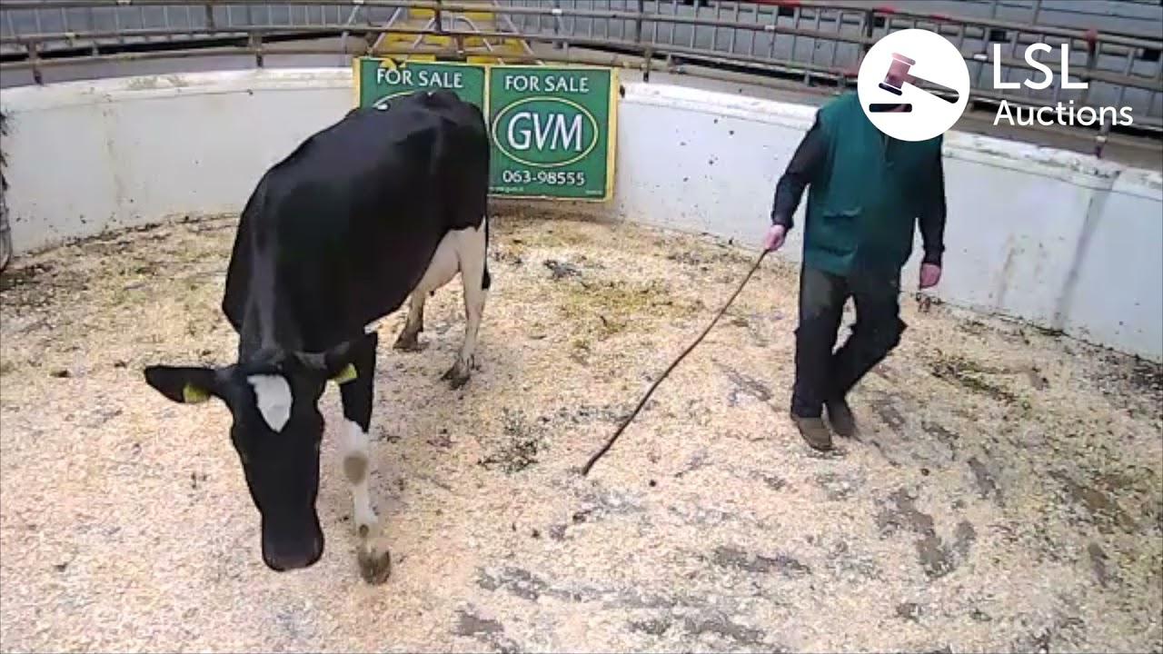 LSL Auctions - Big interest in this Dairy cow at Kilmallock GVM Group - LSLAuctions.com
