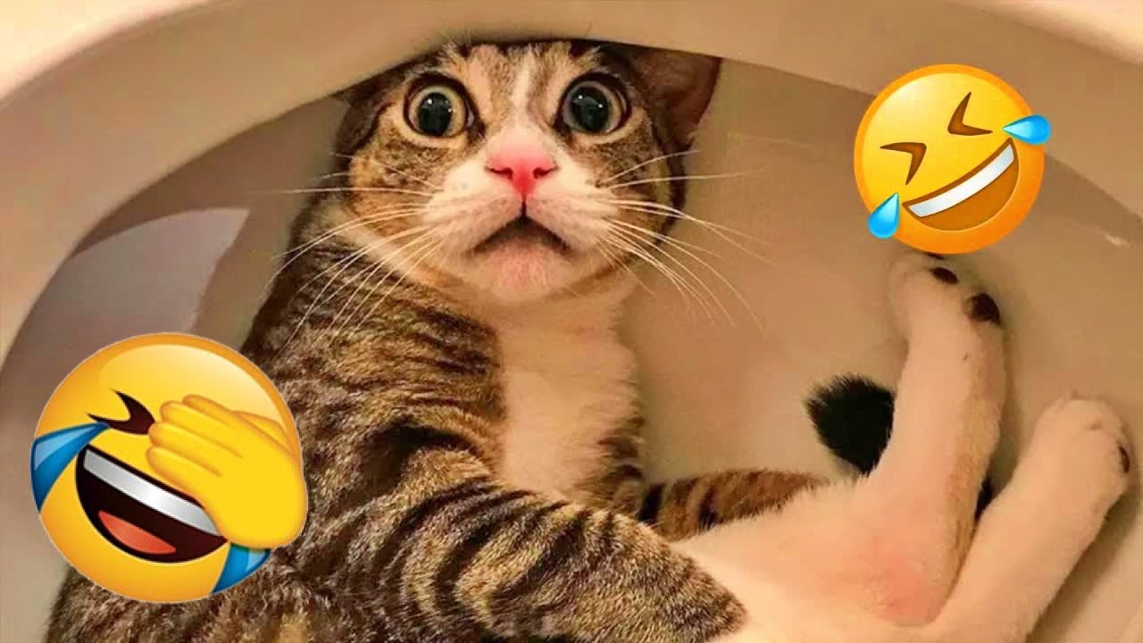 Funny Cat Videos 2025 😹 Best Cat Compilation Ever 🤗 