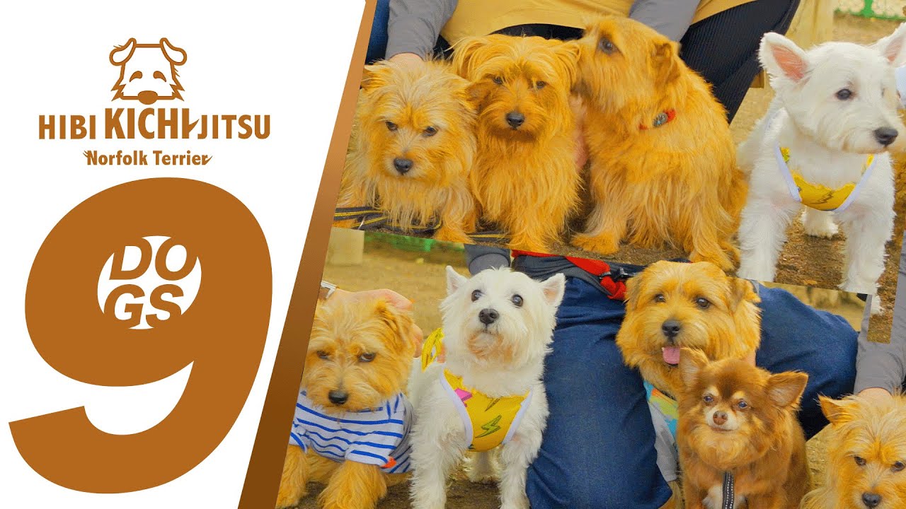 愛犬キチ  仲間9ワンでドッグランへ【 dogs norfolkterrier dogrun  terriers 城北中央公園】