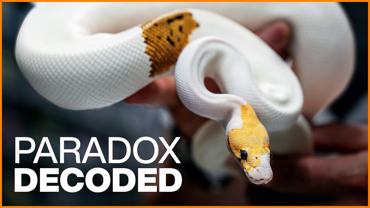 Can We Trust PARADOX Genetics? | #Hetflix 212
