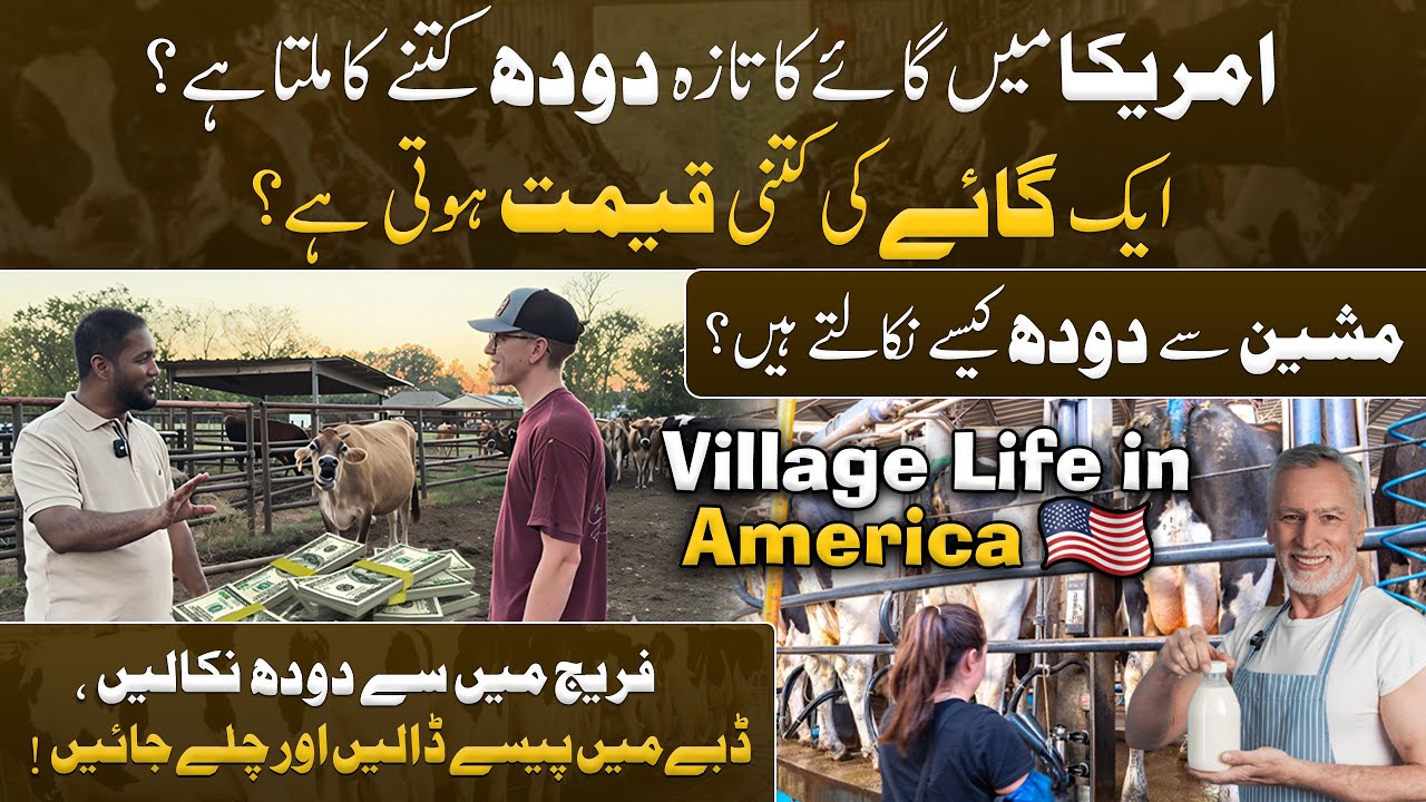 Village Life in America 🇺🇸 | Fresh Cow Milk Price, Cow Cost & Milking Machine Process | Hafiz Ahmed