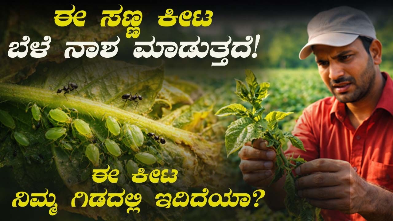 ಆಫಿಡ್ ಗಳು ನಿಜವಾದ ಶತ್ರುವೇ  ರೈತರಿಗೆ ಯಾರೂ ಹೇಳದ ಸತ್ಯ.