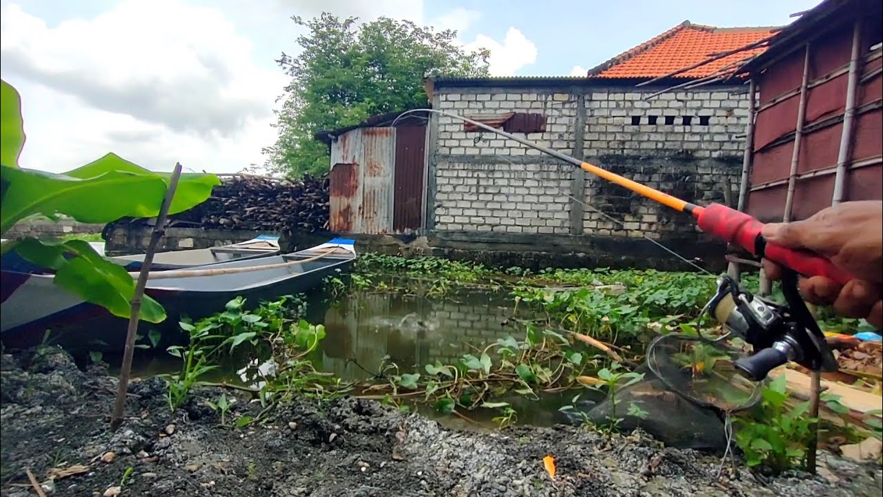 Wedan..full strike..! Mancing dibelakang rumah warga sampai dapat sebanyak ini..