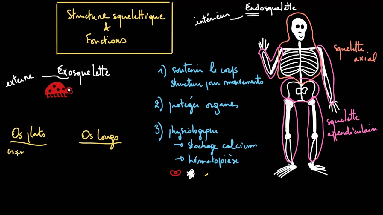 La structure et les fonctions du squelette