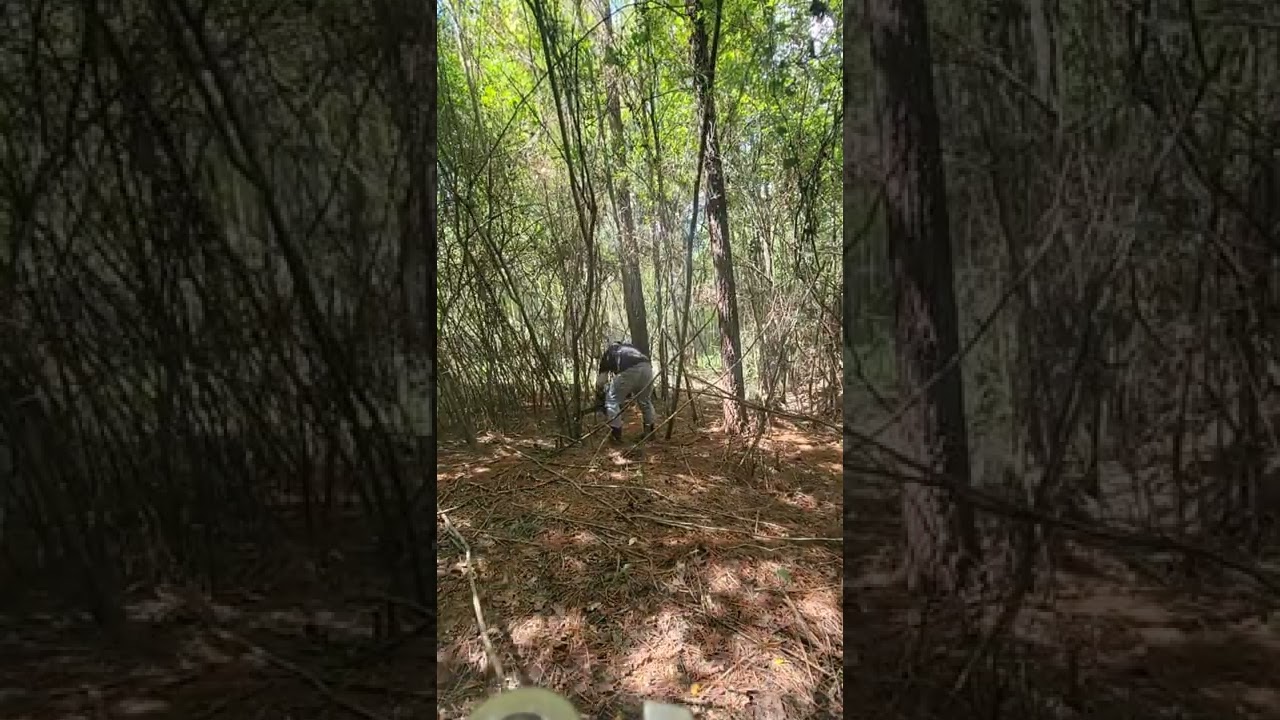 Restoring Native Habitat from Chinese Privet